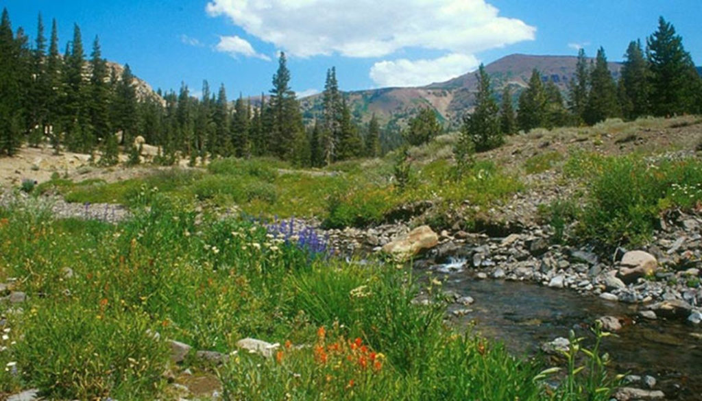 tuolumneemigrantwilderness_flickrmalcolmmanners_700